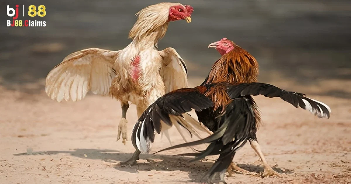Cộng đồng người chơi s&ocirc;i động