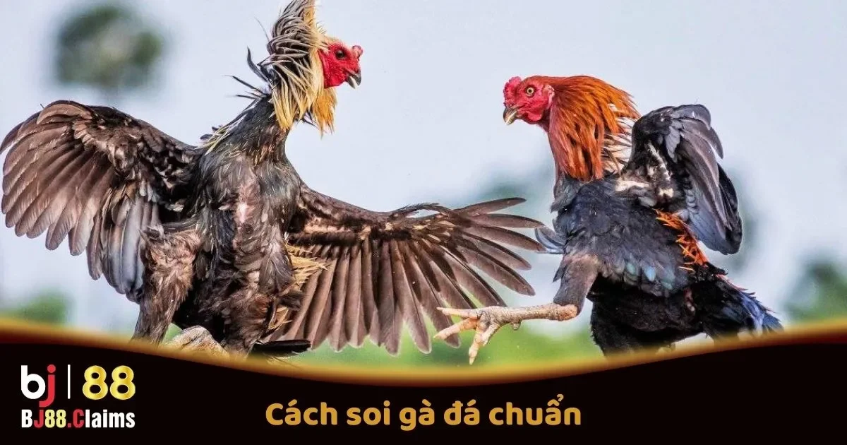 Cách Soi Gà Đá Chuẩn Tại BJ88 Trước Các Trận Đấu 2 Cách Soi Gà Đá Chuẩn Trước Các Trận Đấu Tại BJ88