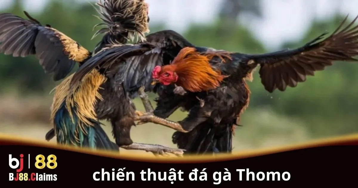 Khám Phá Chiến Thuật Đá Gà Thomo Hiệu Quả Nhất 2 Chiến thuật đá gà Thomo hiệu quả cho người chơi