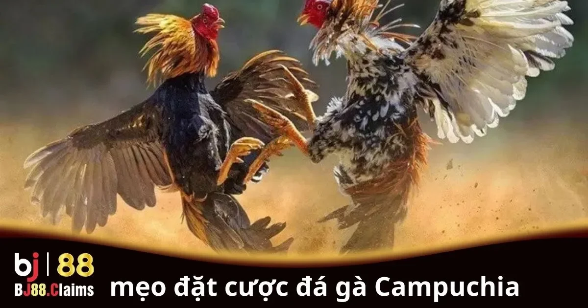 Mẹo Đặt Cược Đá Gà Campuchia: Hướng Dẫn Chi Tiết 2 Mẹo đặt cược đá gà Campuchia cho người chơi mới