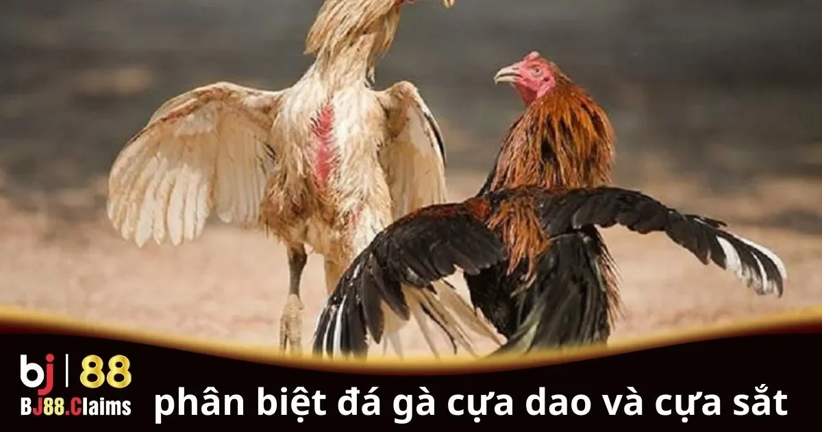 Phân Biệt Đá Gà Cựa Dao và Cựa Sắt: Những Điều Cần Biết 2 Phân biệt đá gà cựa dao và cựa sắt chi tiết