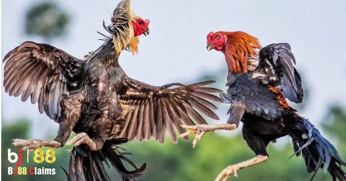 Phân Biệt Đá Gà Cựa Dao và Cựa Sắt: Những Điều Cần Biết 3 Tính năng và ưu điểm của từng loại cựa
